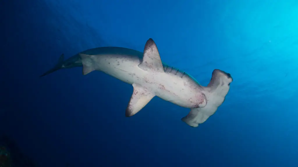 Scalloped Hammerhead Shark (Sphyrna lewini) - Photo By Kris-Mikael Krister on Flickr