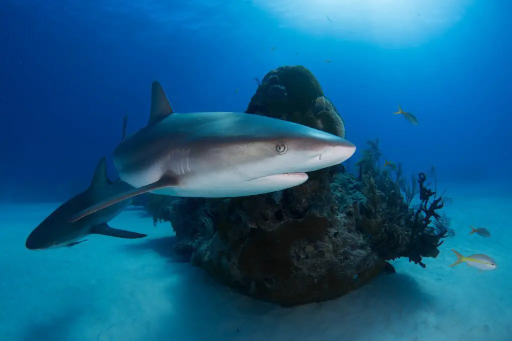 A couple Caribbean reef sharks hanging around on a dive in Grand Bahama - Photo By Alex Rose on Unsplash