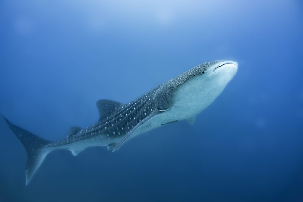 Whale Shark, the gentle giant of the oceans - Photo By Dorothea Oldani on Unsplash