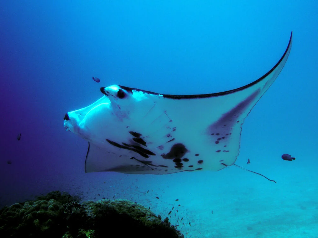 Manta ray at a cleaning station, Raja Ampat, Indonesia - Photo By Swanson Chan on Unsplash