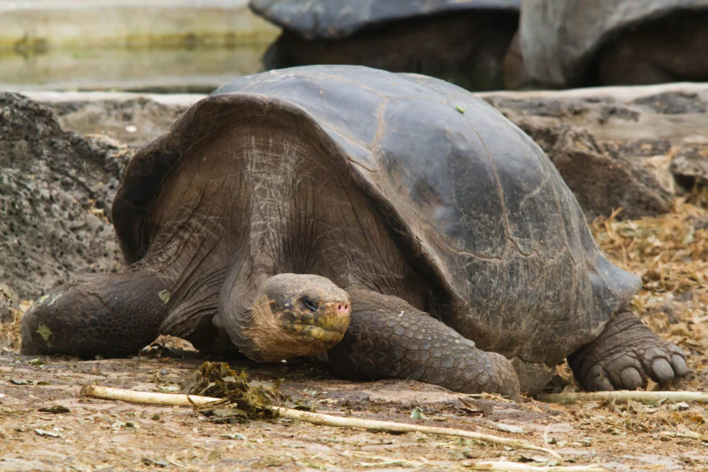 Galapagos giant tortoise - Photo by budgora at Flickr