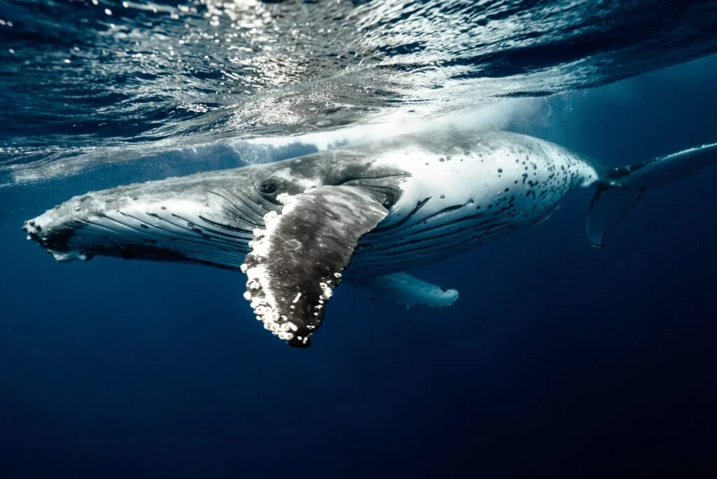 Humpback whale - Photo by Elianne Dipp at Pexels