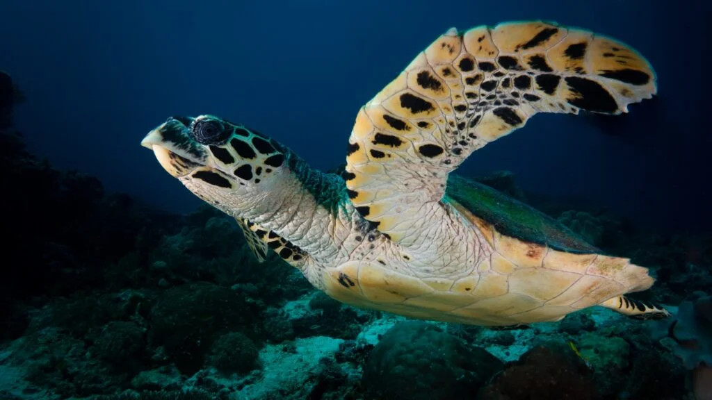 Hawksbill Sea Turtle (Eretmochelys imbricata) The tapered head of a hawksbill ends in a sharp point resembling a bird's beak, hence its name. - Photo by Kris-Mikael Krister at Unsplash
