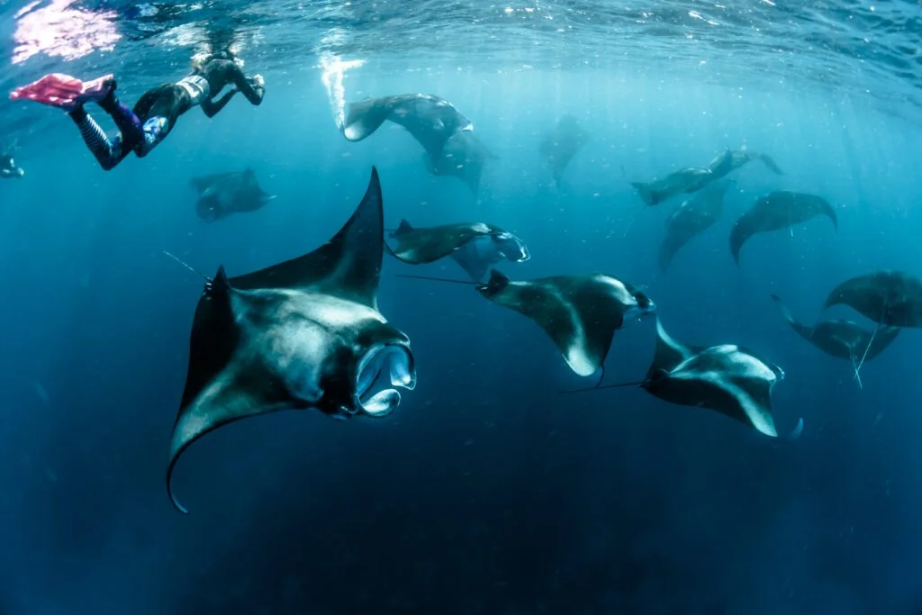 A large groupe of Mantas spotted on a scuba dive in the Maldives - Photo by Sebastian Pena Lambarri at Unsplash