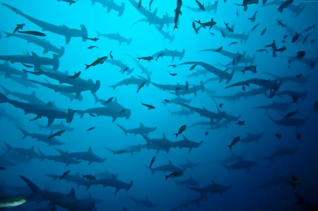 Scalloped Hammerheads Sharks @ Cocos Islands, Costa Rica - Photo by John Voo at Flickr
