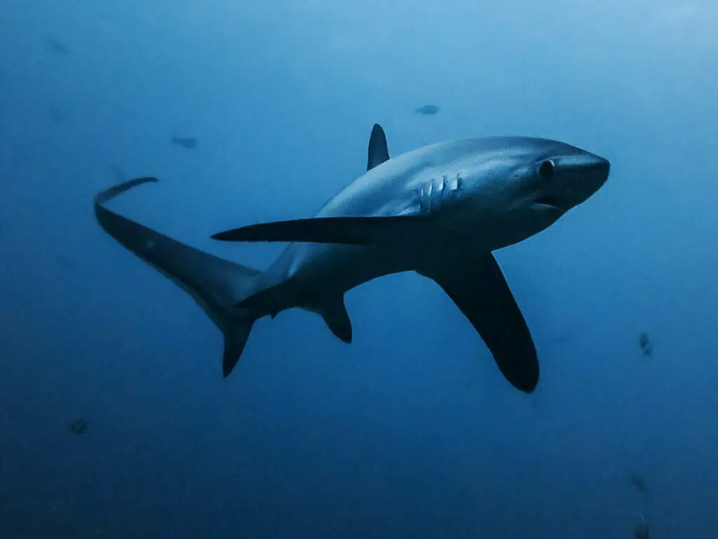Thresher shark, a solitary and shy shark. Known for its long tail that it is used to stun their preys - Photo by Rafn Ingi Finnsson at Flickr