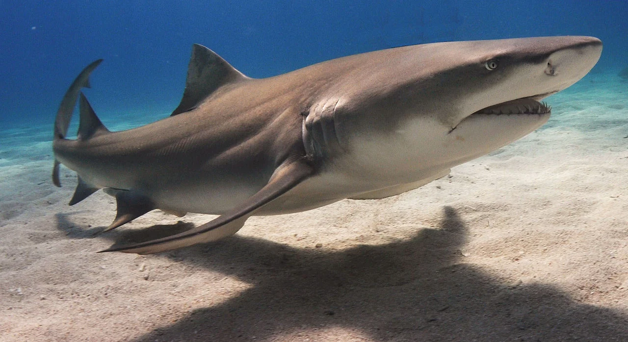 Lemon Shark - Photo by Albert Kok at Wikipedia