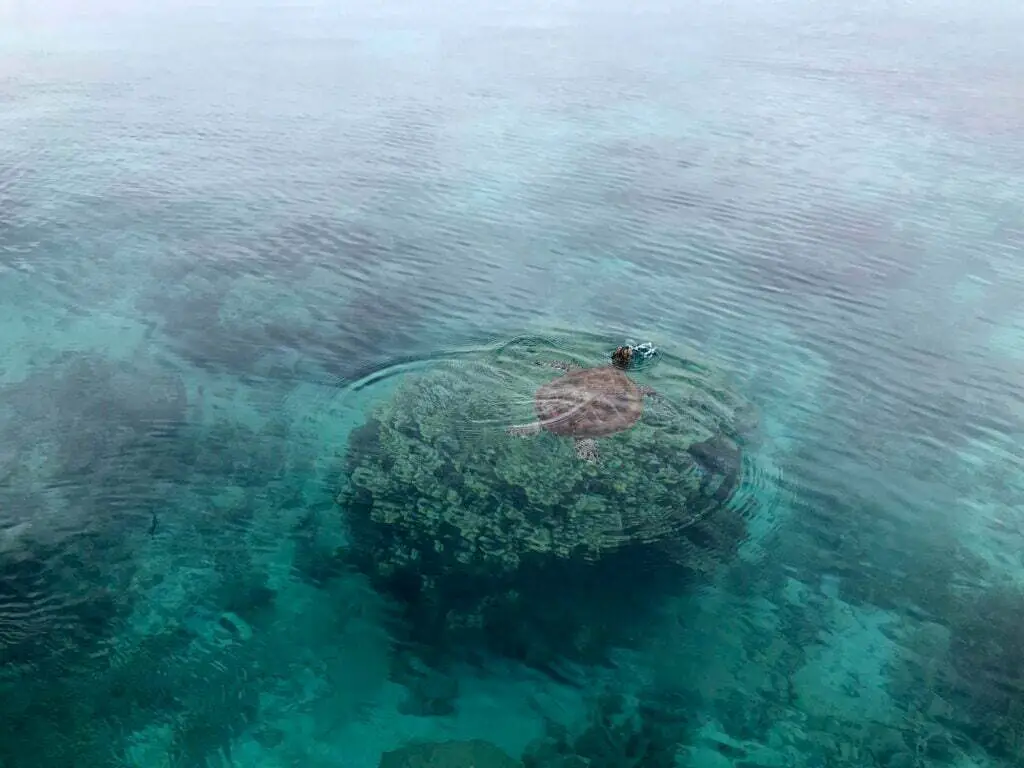 Amédée Islet, New Caledonia - Photo by Anél van Dyk  at Unsplash