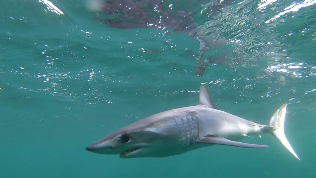 Young shortfin mako shark - Photo by Elaine Brewer at Unsplash