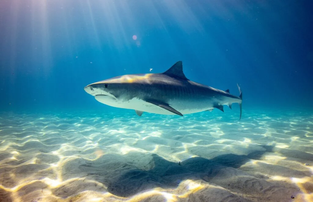Tiger shark - Photo by Gerald Schömbs at Unsplash