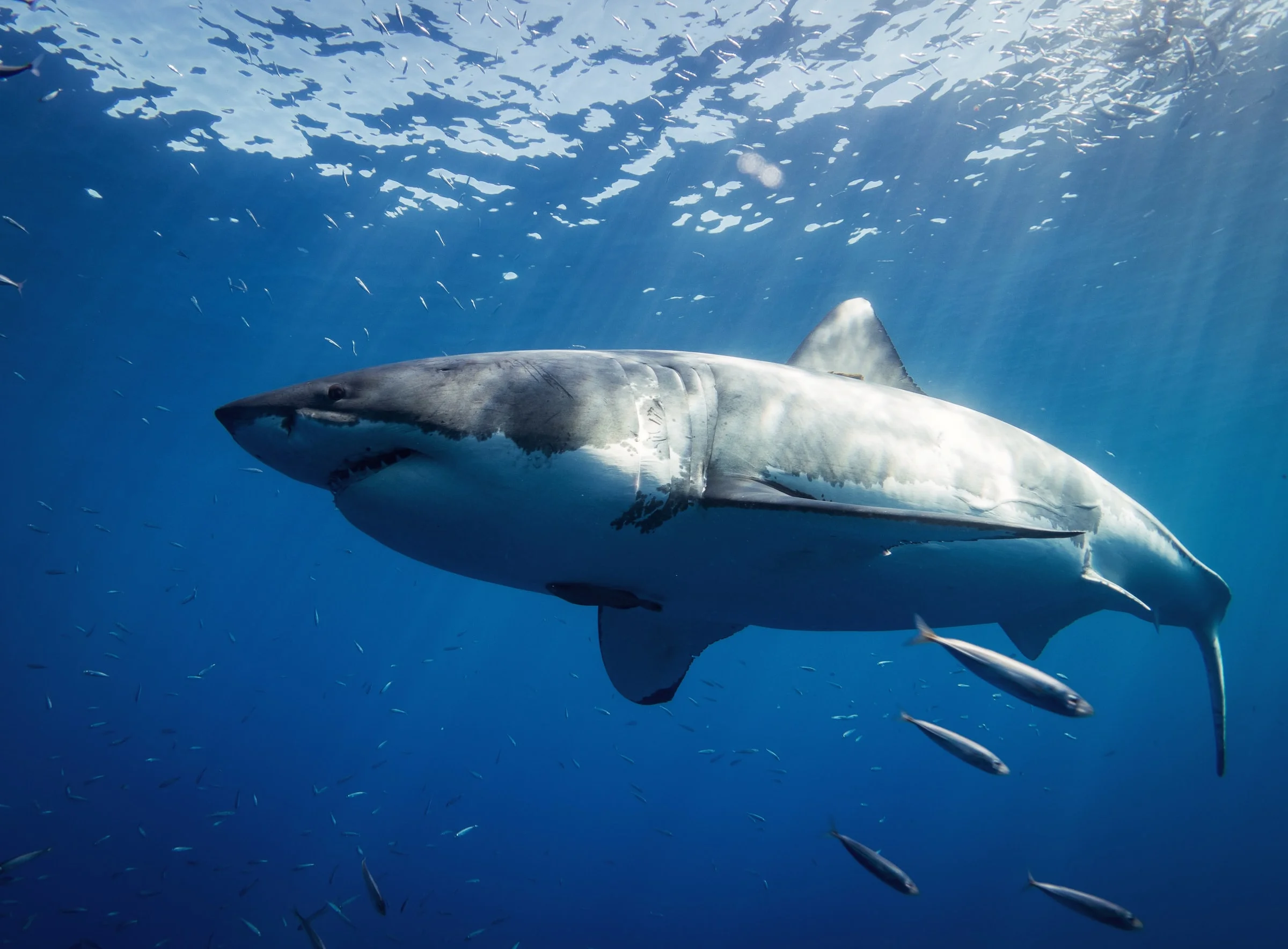 Great White Shark at Guadalupe Island, Mexico - Photo by Gerald Schömbs at Unsplash