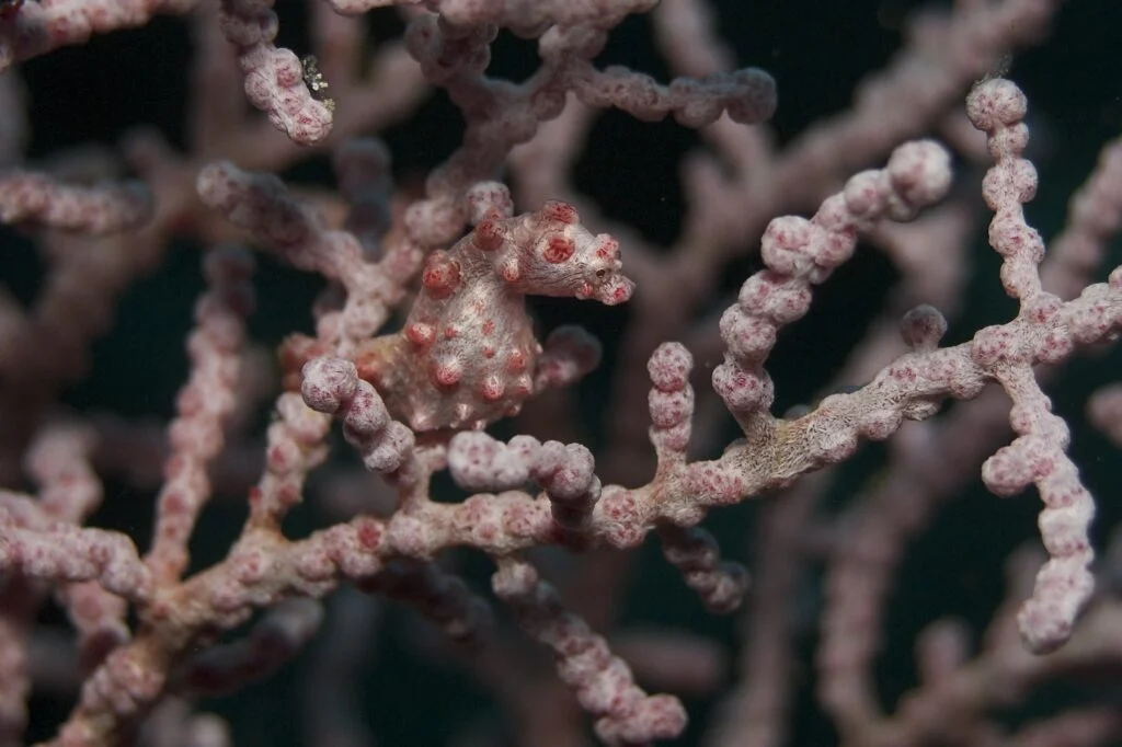 A Pigmy Seahorse. Can you spot it? - Photo by Elias Levy at Flickr