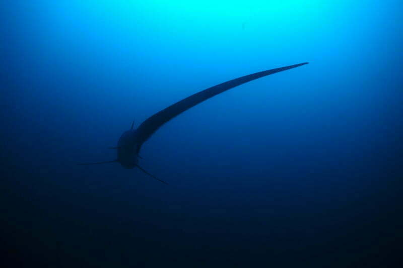 "A thresher shark at Monad Shoal, Philippines. - Photo by Klaus Stiefel at flickr"
