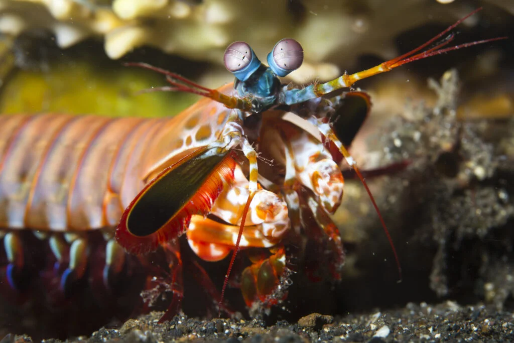 Behold the Mighty Mantis Shrimp: A Master of Camouflage and Attack - Photo by prilfish at Flickr