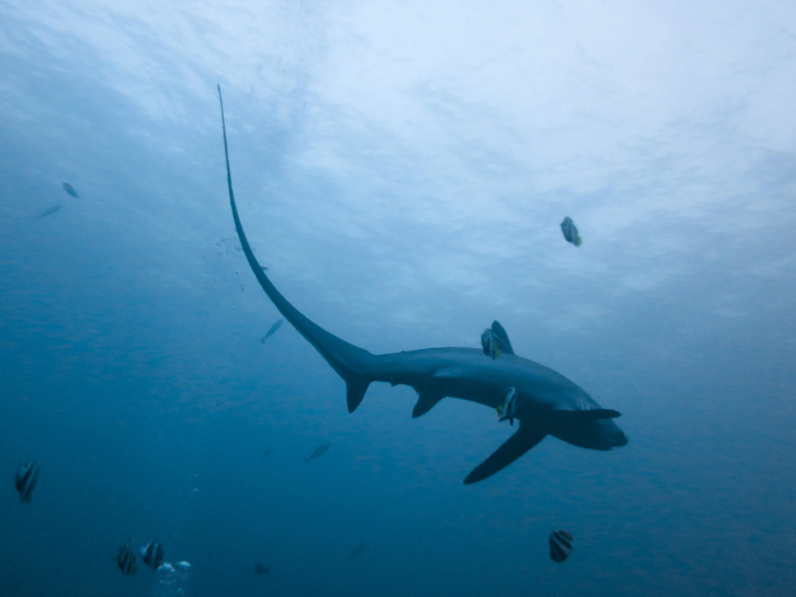 Thresher shark Cebu, Central Visayas, Philippines - Photo by Rafn Ingi Finnsson at openverse