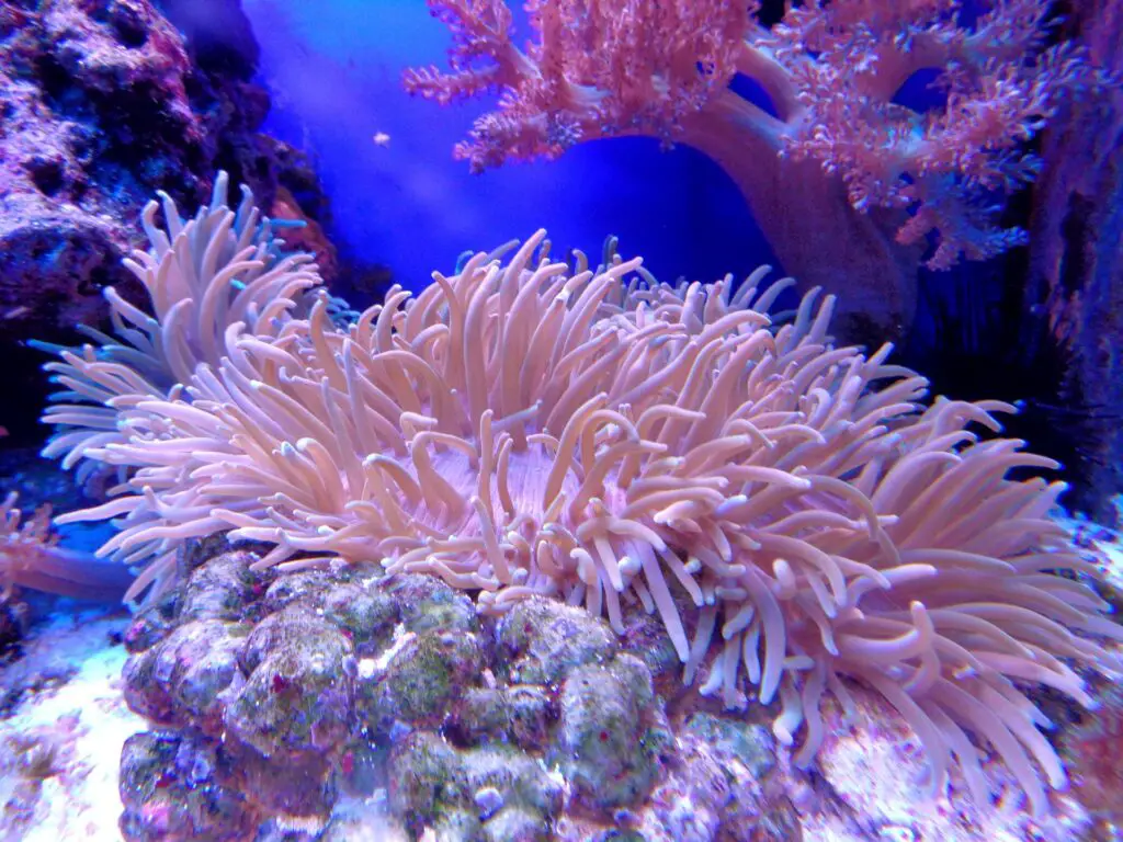 coral reef - Photo by at pixabay