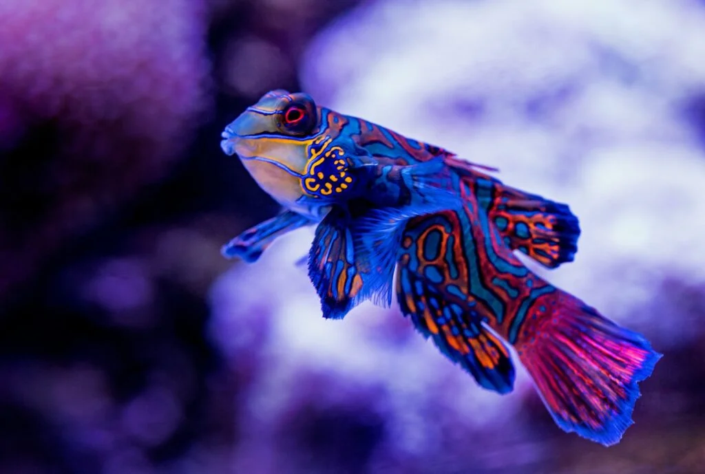 Vibrant Mandarin Fish: A Colorful Delight of Malapascua's Underwater World - Photo by David Clode at Unsplash