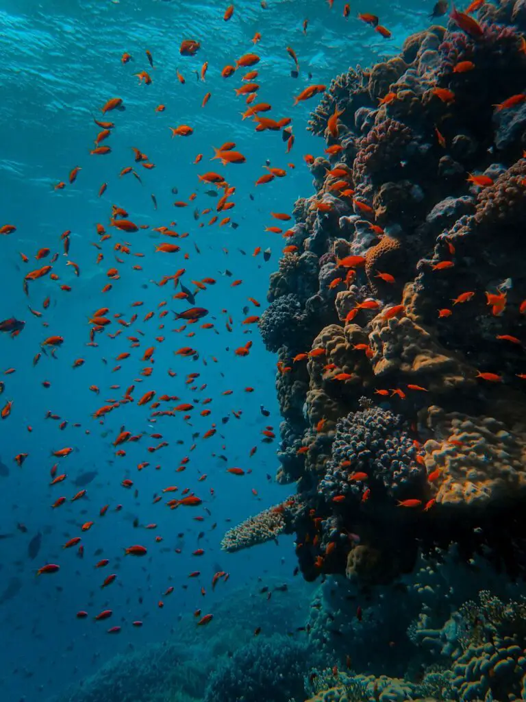 An underwater symphony of colors and life in the waters of the Red Sea - Photo by Francesco Ungaro at Unsplash
