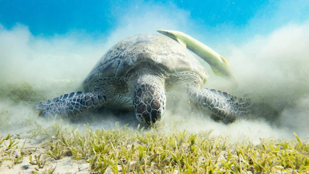 Turtle feeding on sea grass in Abu Dabbab, Red Sea - Photo by Harry Jaschhof at Unsplash