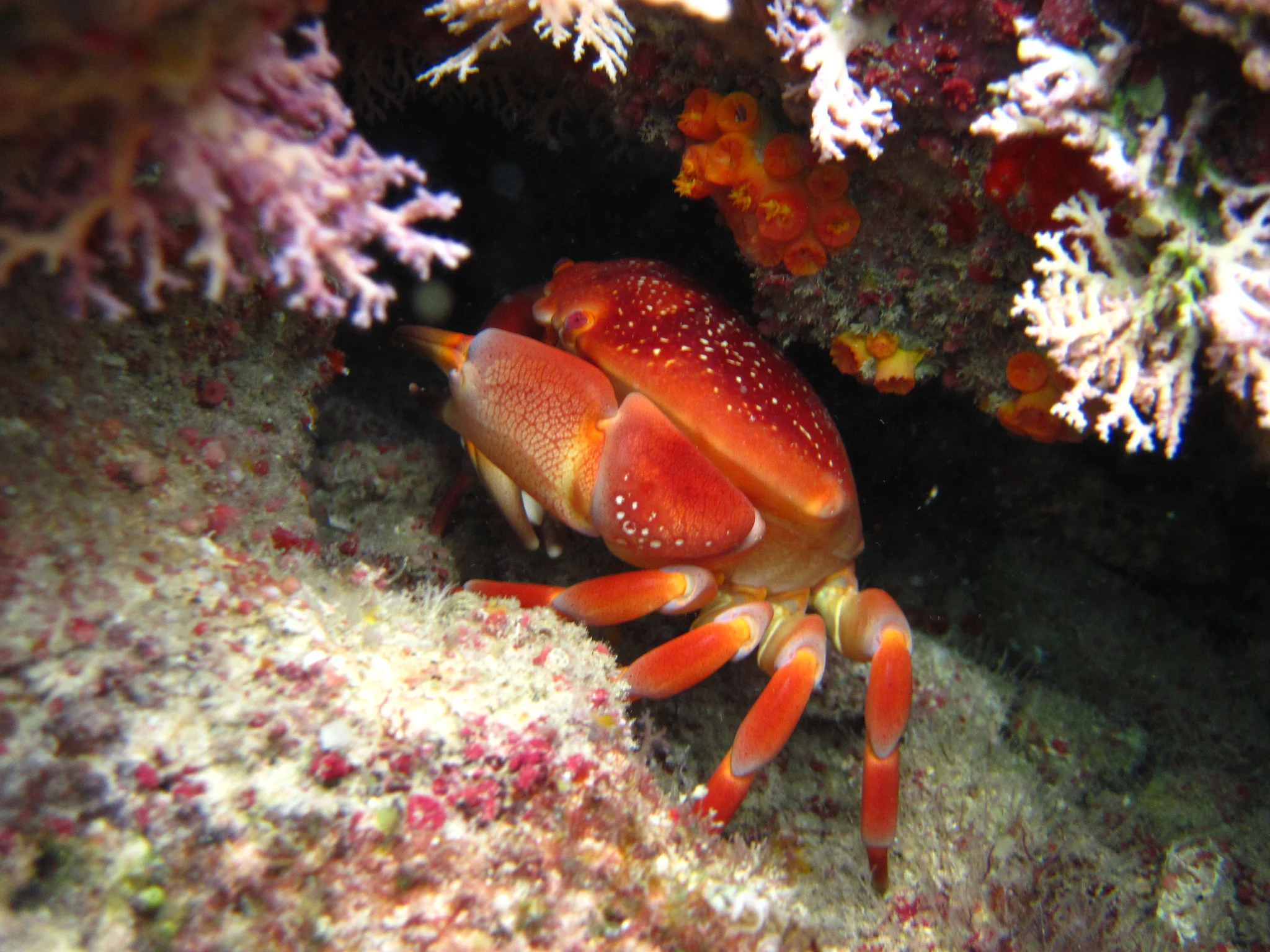crab in reef - Photo by RussPatBonaire at flickr