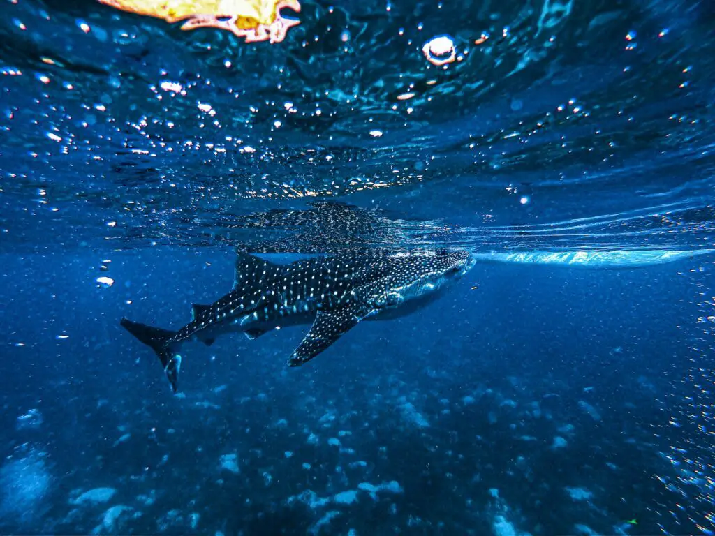 Whale Sharks is a filter-feeding carpet shark and the Largest known extant fish in the planet. - Photo by Jeremiah Del Mar at Unsplash