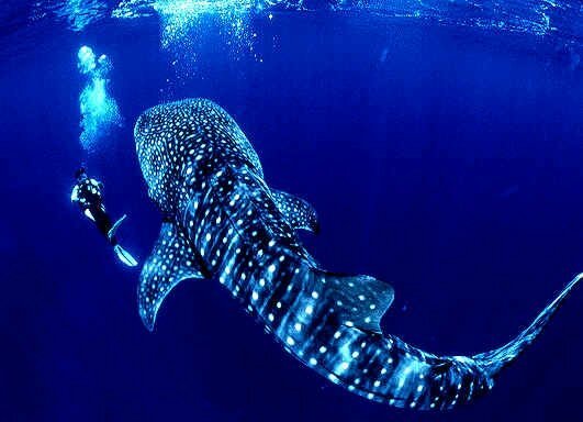 "whale shark - Photo by Ecocolors Cancun Mexico at flickr"