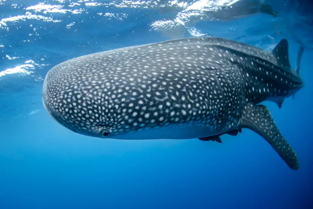 Whale shark viewing photographer. This fish was about 16-18 feet long. - Photo by NOAA at unsplash