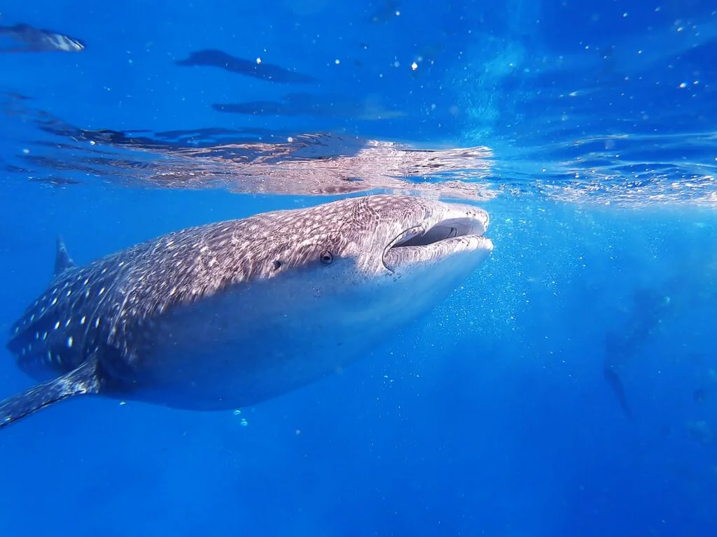 Whale sharks, despite their gigantic size, are filter feeders and pose no threat to humans.- Photo by Ogla ga at Unsplash