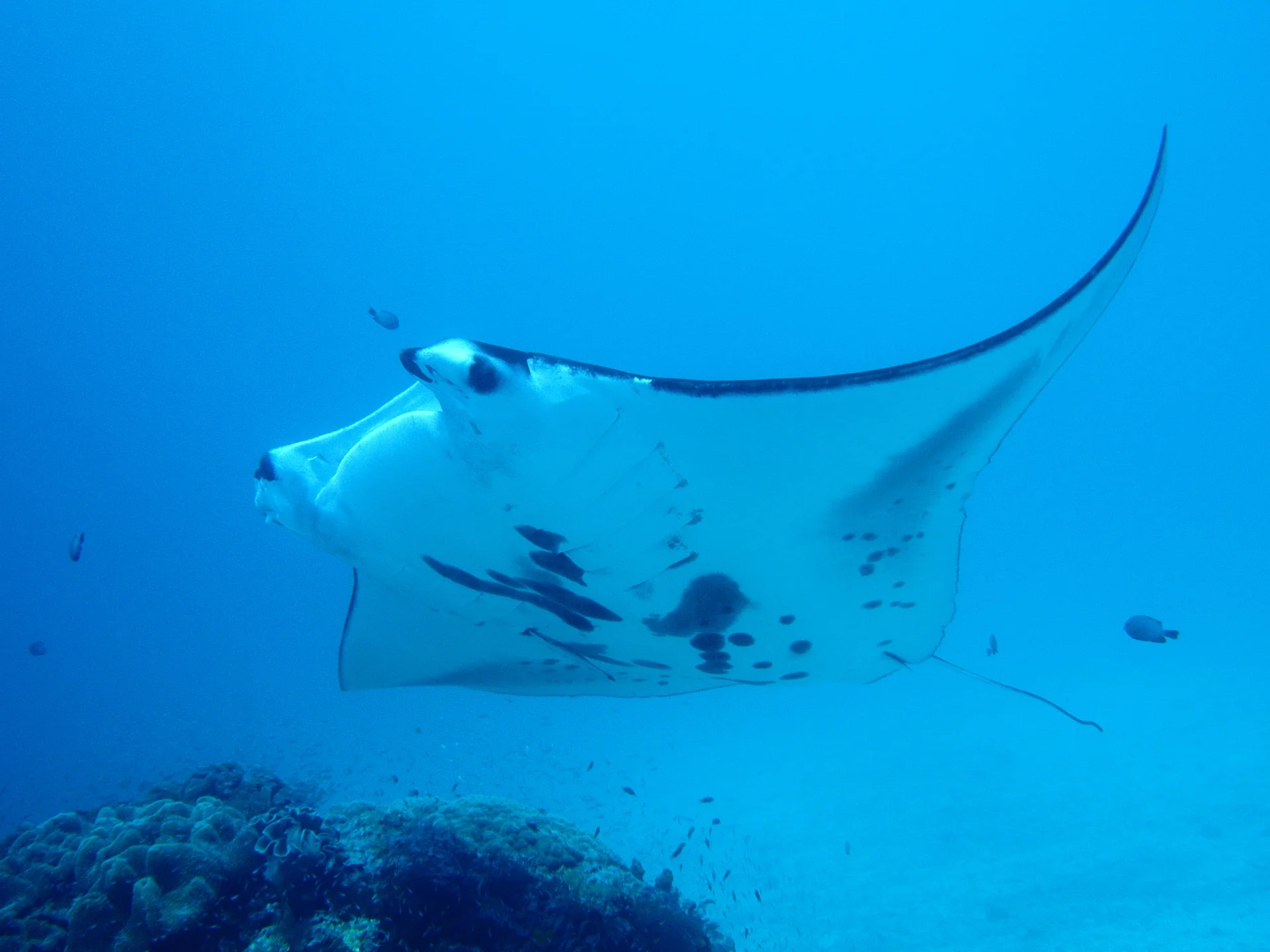 Manta ray at a cleaning station - Photo by Swanson Chan at unsplash