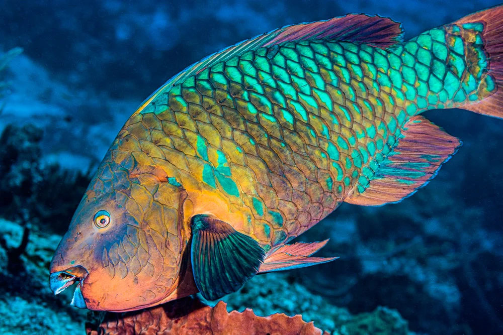 Rainbow parrotfish, terminal phase - Scarus guacamaia - Photo by François Libert at Flickr