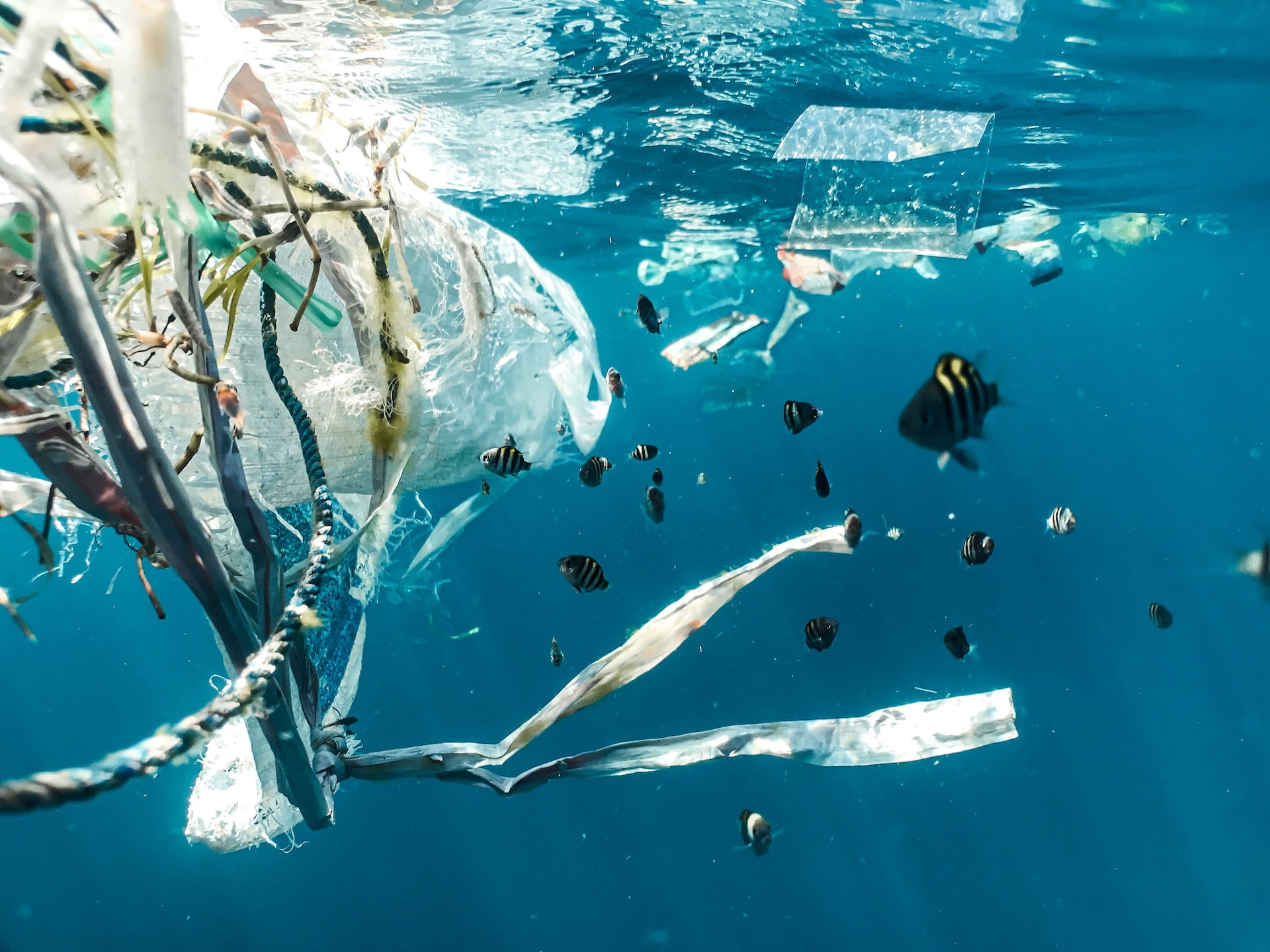 Plastic pollution and Ocean - Photo by Naja Bertolt Jensen at Unsplash
