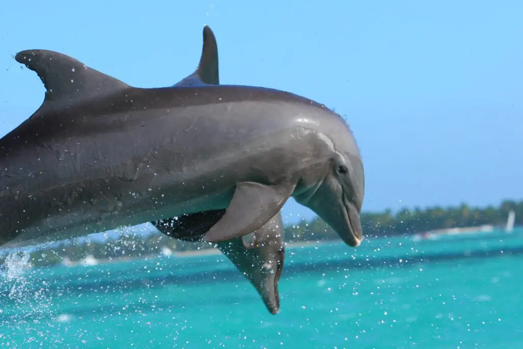  Two Grey dolphins in punta cana - Photo by Pxfuel at Pxfuel
