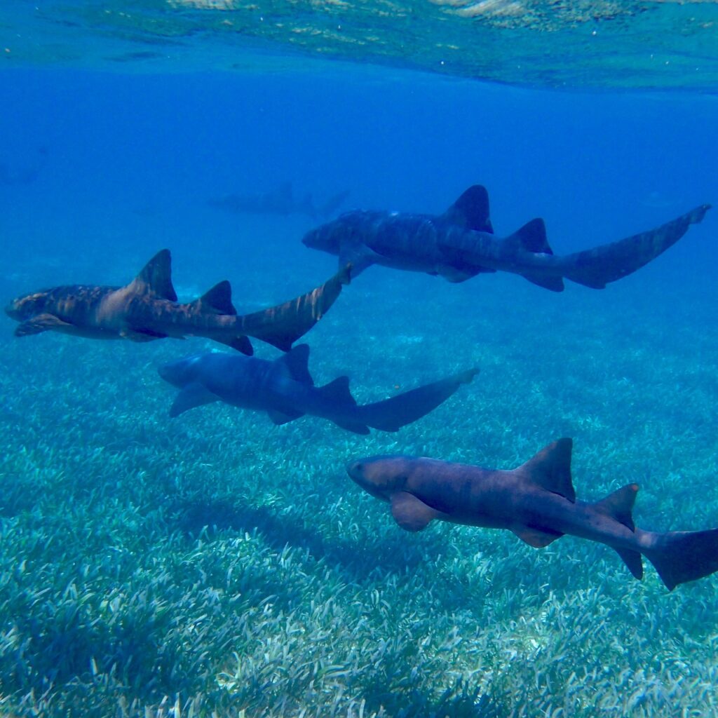 Nurse Shark Punta Cana - Photo by Taylorklekamp at Pixabay
