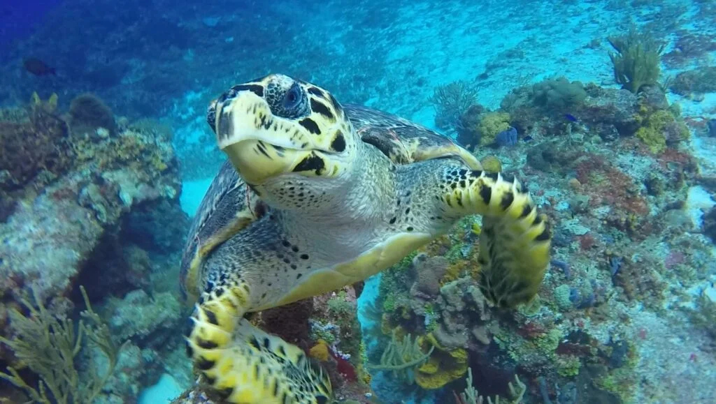 " Sea turtles Cozumel - Photo by Serge Melki at Flickr"
