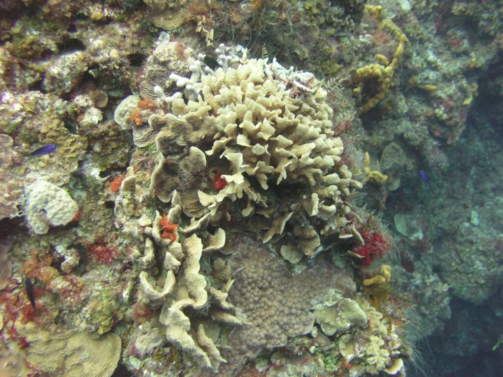 lettuce coral at Palancar Gardens dive site, Cozumel - Photo by Family Herrera at Flickr
