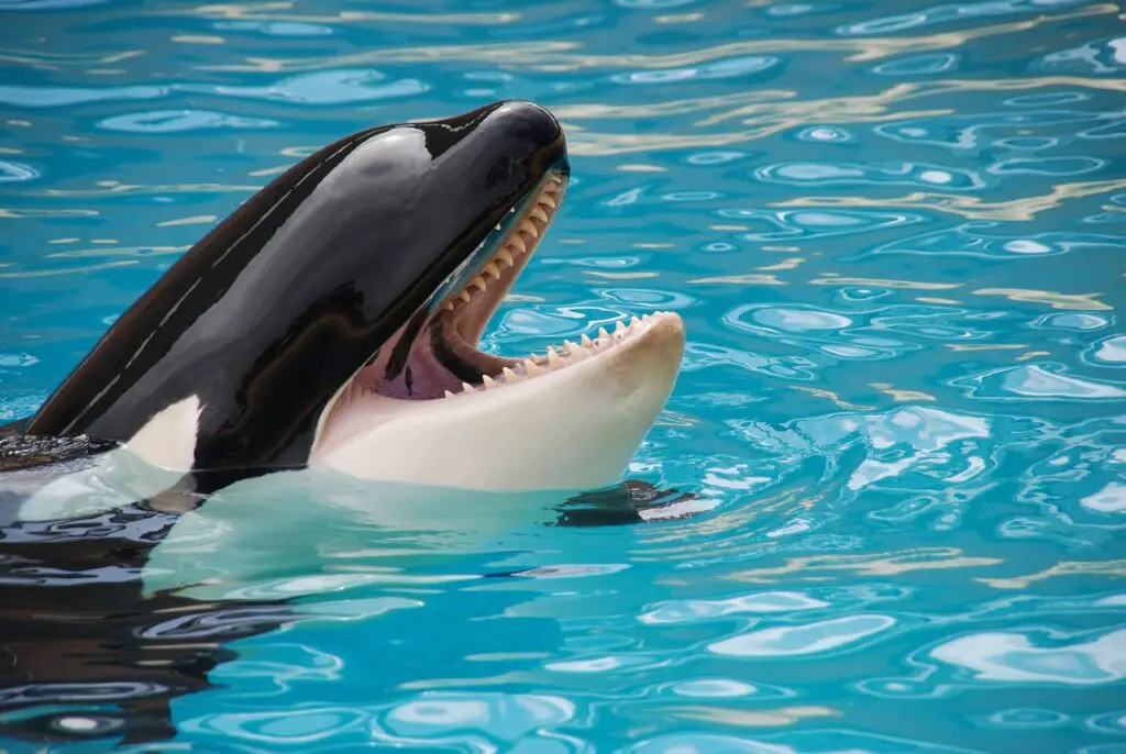 Orcas (Killer Whales) - Photo by Schmid-Reportagen at Pixabay
