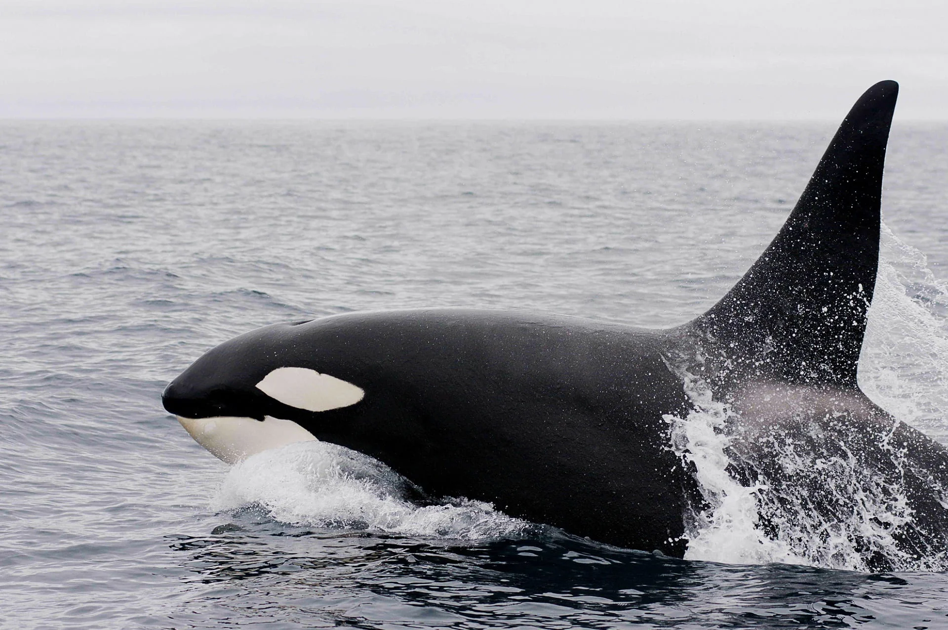 Orcas - Photo by Pxfuel at Pxfuel