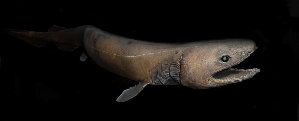 frilled shark by Wikimedia Commons