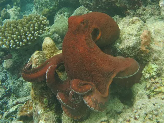 Day Octopus by wikimedia commons