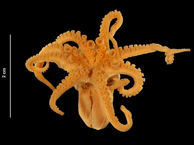 Atlantic pygmy octopus by Wikimedia Commons