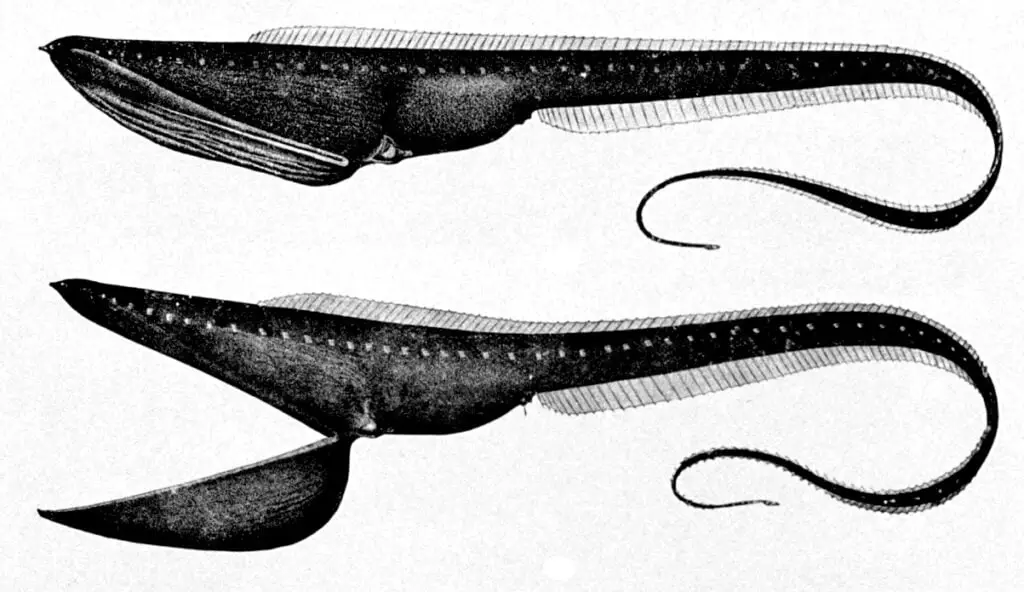 pelican eel (Eurypharynx pelecanoides)  by Wikipedia