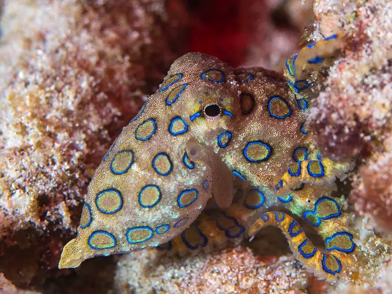 Blue-ringed octopus by wikimedia Commans