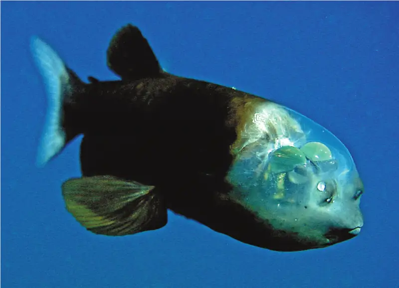 Barreleye fish (Macropinna microstoma) - Photo by Wikimedia Commons at Wikimedia Common
