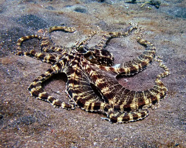 Mimic Octopus by wikimedia commons