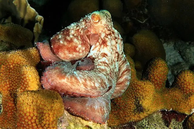 Caribbean reef octopus by wikimedia commons
