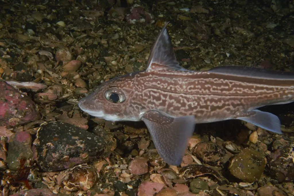 Chimaera Fish by wikinedia commons
