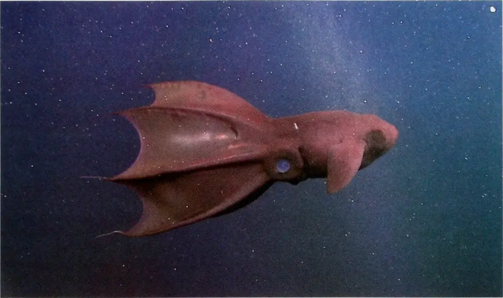Vampire squid by wikimedia commons