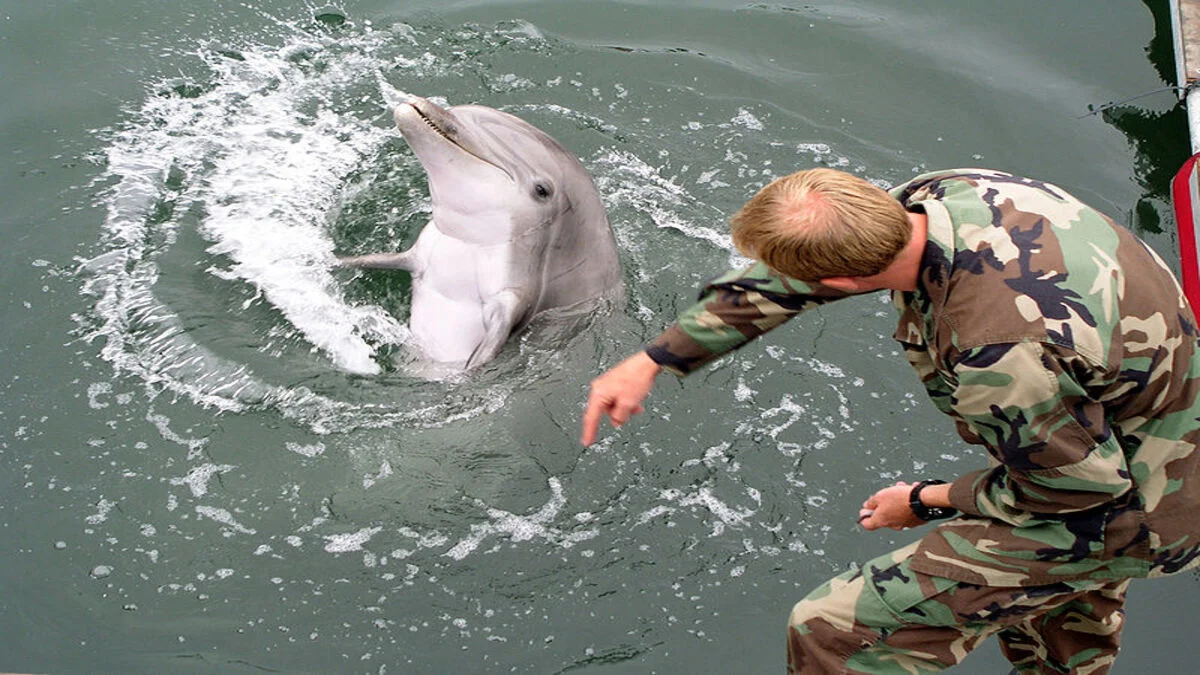 A military-trained dolphin - Photo by U.S. Navy Photo by Illustrator Draftsman 1st Class Pierre G. Georges at Wikimedia Commans