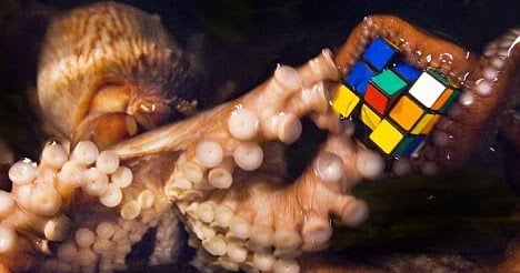 octopus with rubiks cube by Understanding Society