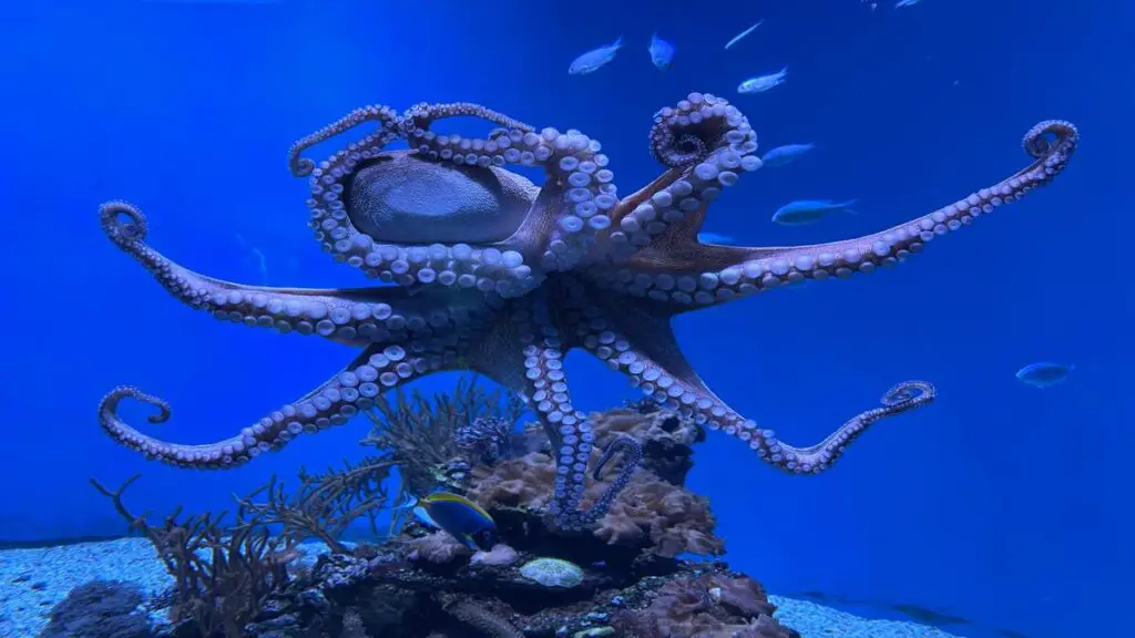Underwater Octopus - Photo by Ashley Christiano at Pexlex